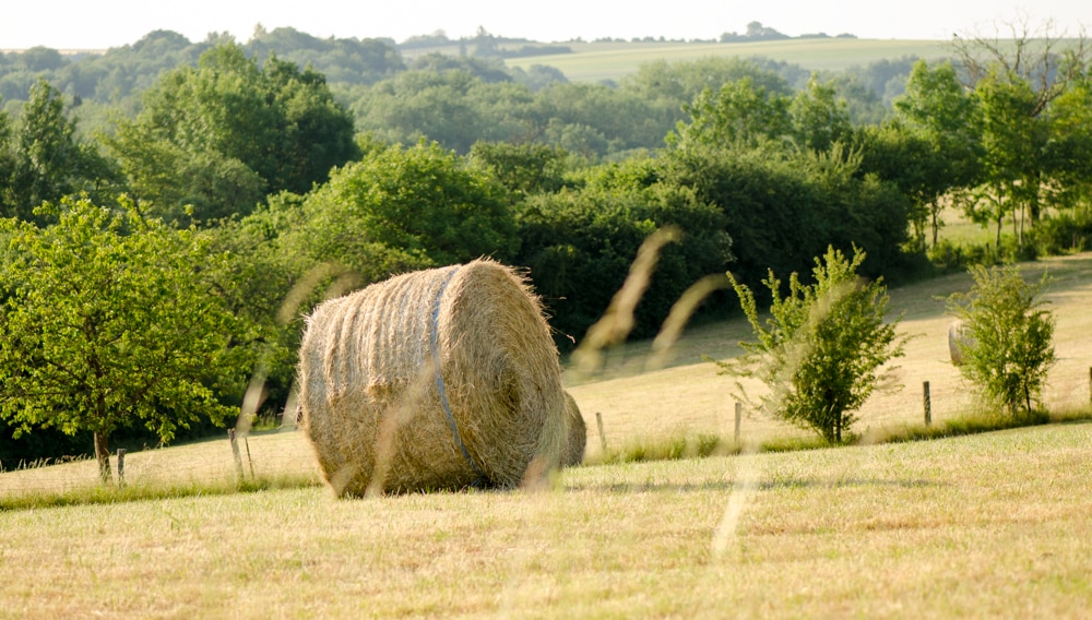Vittel® au cœur d’une nature vivante : restaurer et protéger la biodiversité