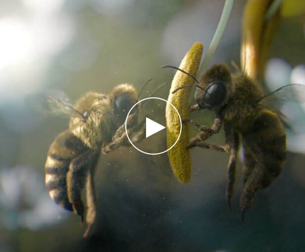 Vittel-abeille-film