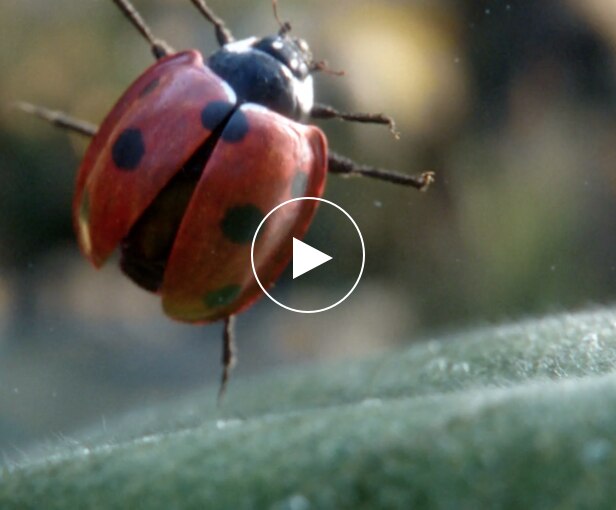 Vittel-coccinelle-film