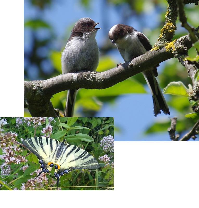 Deux oiseaux et un papillon