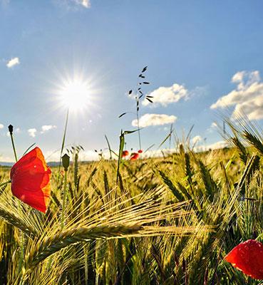 Coquelicots et champ de blé