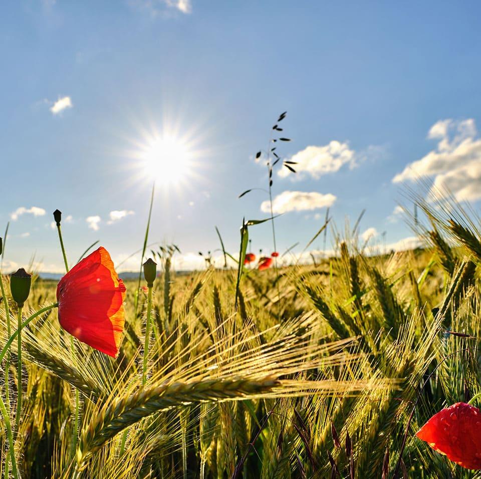Coquelicots et champ de blé