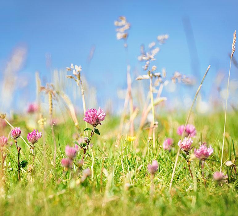 Fleurs dans un champ