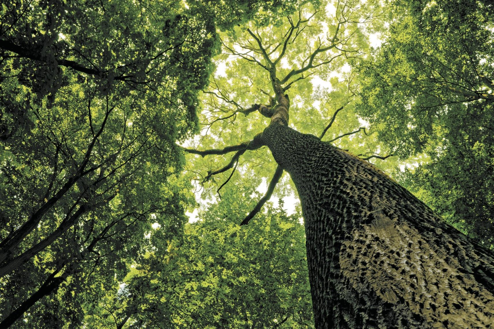 Vittel® au cœur d’une nature vivante : restaurer et protéger la biodiversité