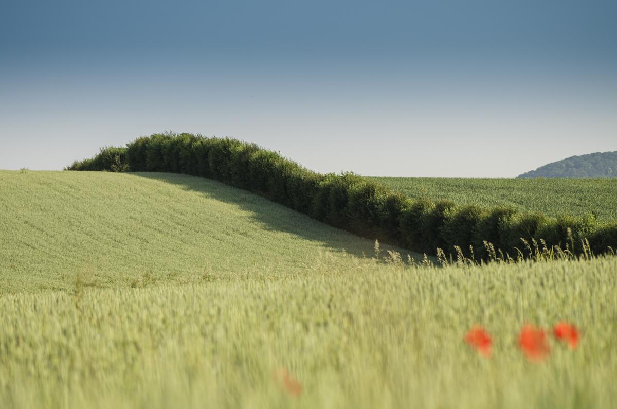 Issue d’un trésor naturel protégé