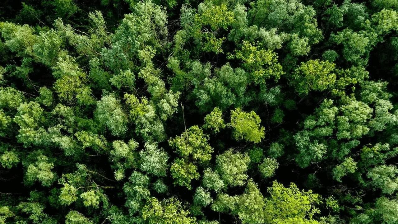 forest